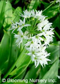 Allium ursinum